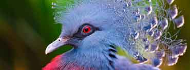 Victoria Crowned Pigeon Cover Photo