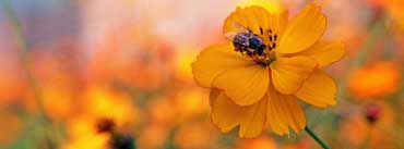 Bee Sitting On A Orange Flower Cover Photo