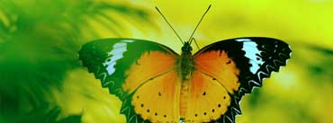Black Yellow Orange Butterfly Cover Photo