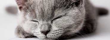 Sleepy Grey Kitten Cover Photo