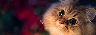 Cute Kitten Cover Photo