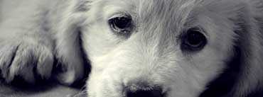 Sad Eyes Dog Cover Photo