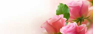 Three Light Pink Roses Cover Photo