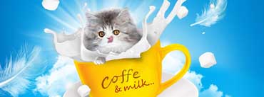 Adorable Kitten Coffee Milk Cover Photo