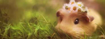 Cute Guinea Pig Cover Photo