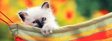 Cute Kitty Cover Photo