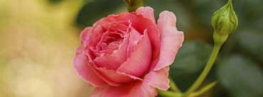 Cute Pink Rose Cover Photo