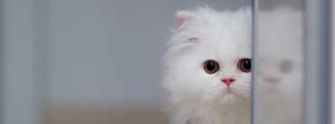 Cute White Cat Cover Photo