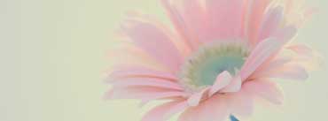 Pink Flower Cover Photo