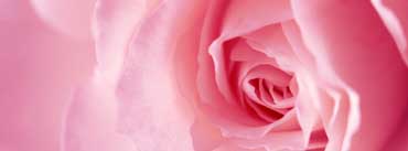 Light Pink Rose Macro Cover Photo