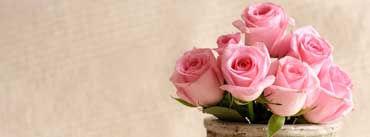 Light Pink Roses Cover Photo