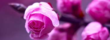 Pink Roses Branch Macro Cover Photo