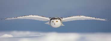 Snowy Owl Flying Cover Photo