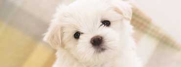 White Fluffy Puppy Cover Photo