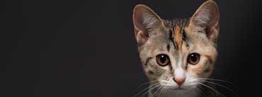 Cute Kitten Face Cover Photo