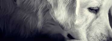 Black And White Dog Cover Photo