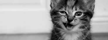 Funny Kitten Cover Photo