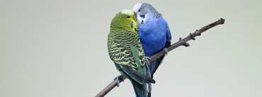 Parrots Kiss On Branch Cover Photo