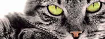 Green Eyes Gray Cat Cover Photo