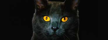 Golden Eyes Black Cat Cover Photo