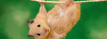 Funny Hamster Cover Photo