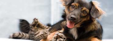 Dog And Cat Friendship Cover Photo