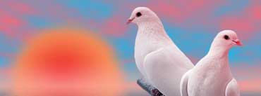 Beautiful White Love Birds Cover Photo