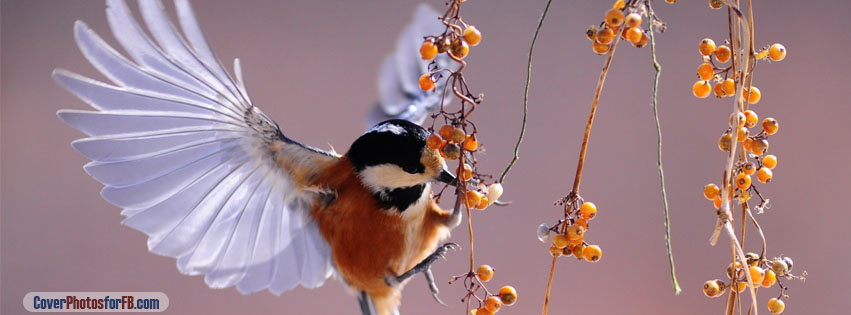 White Wings bird Cover Photo