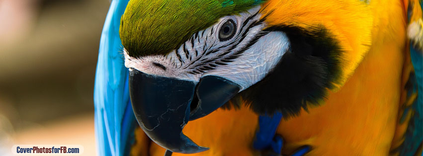 Parrot Ara Ararauna Cover Photo