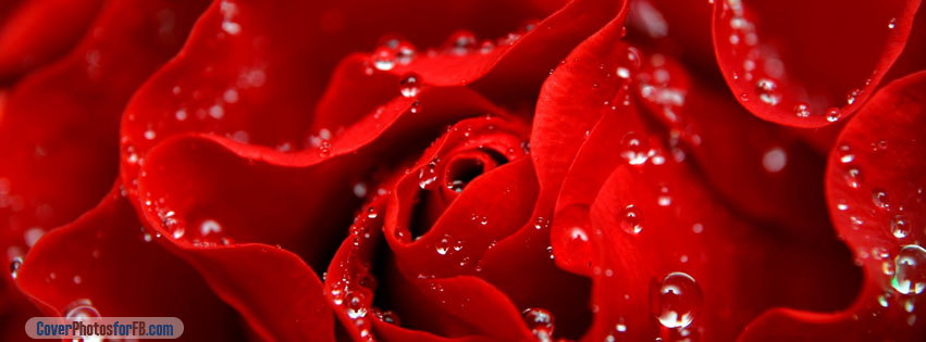 Love Is Like A Red Rose Cover Photo