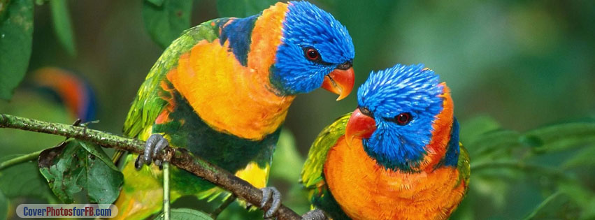 Parrot Love Branch Cover Photo