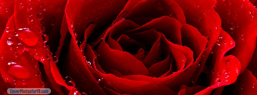 Red Love Rose Cover Photo