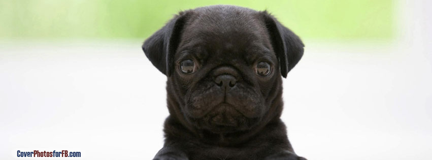 Black Pug Puppy Cover Photo