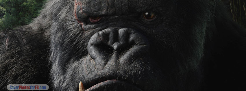 King Kong Cover Photo