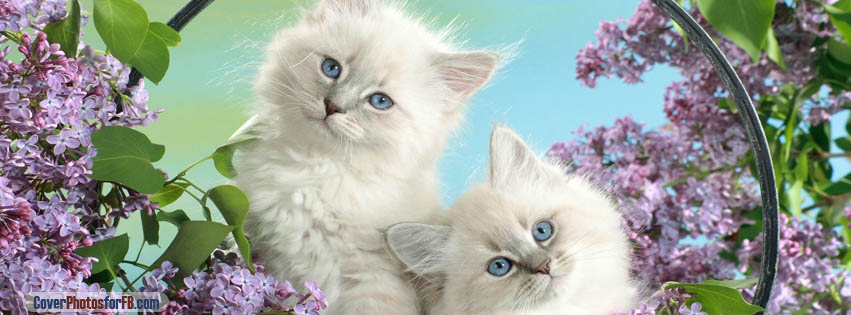 Beautiful Kittens Cover Photo
