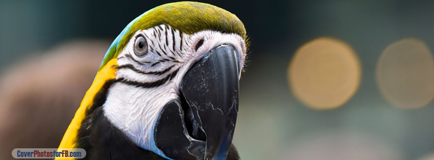Parrot Ara Ararauna Head Cover Photo