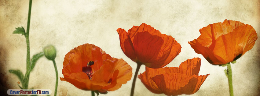 Poppies Flowers Vinatge Cover Photo