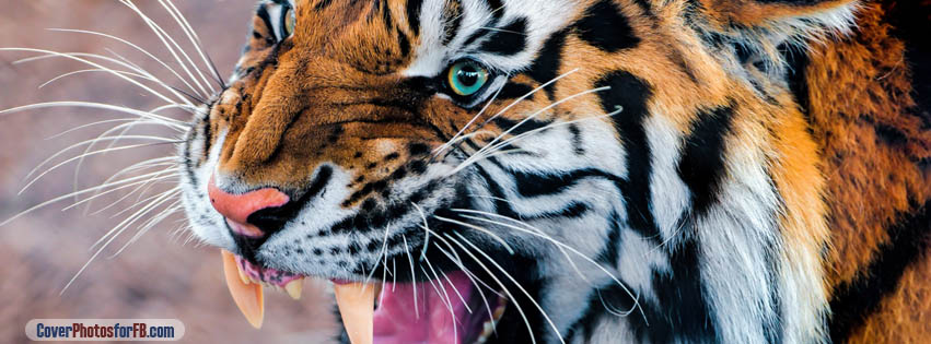 Snarling Tiger Cover Photo