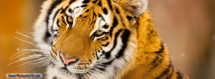 Siberian Tiger Face Cover Photo