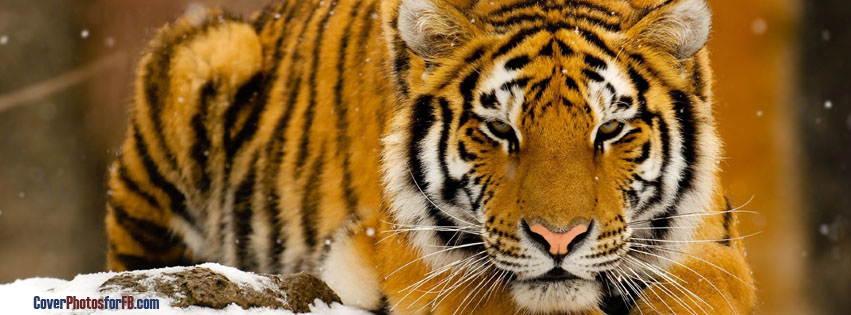 Siberian Tiger In Snow Cover Photo
