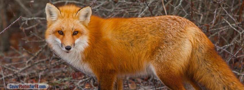 Red Fox Cover Photo
