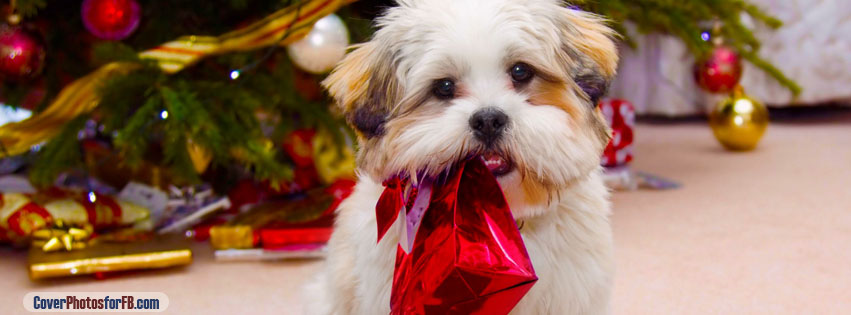 Cute Dog Christmas Cover Photo