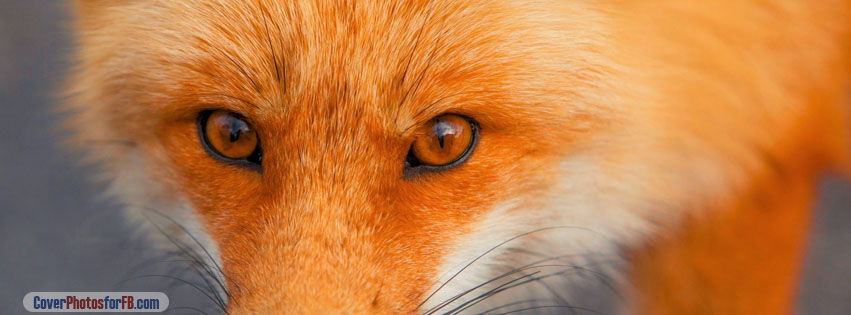 Red Fox Face Cover Photo