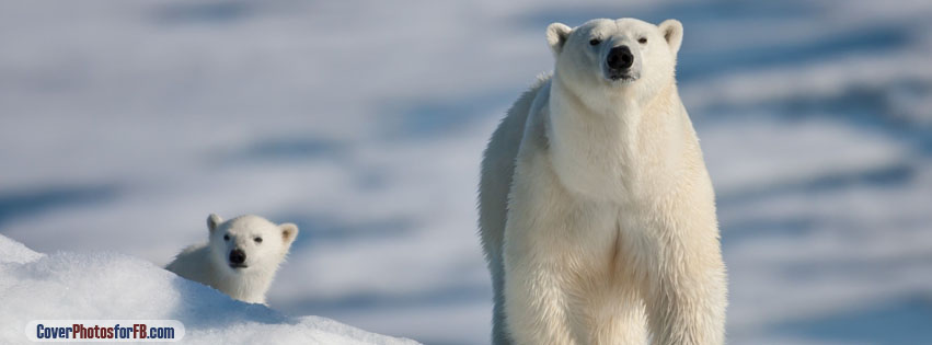 Polar Bear And Baby Cover Photo