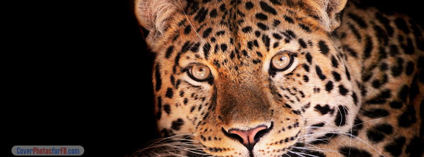 Magnificent Leopard Cover Photo