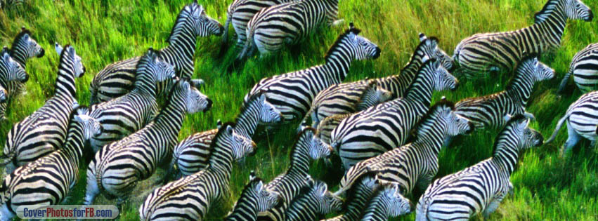 Running Zebras Cover Photo