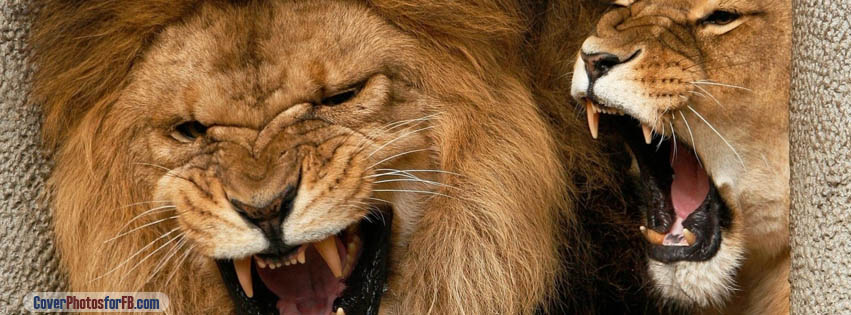 Lions Aggression Cover Photo