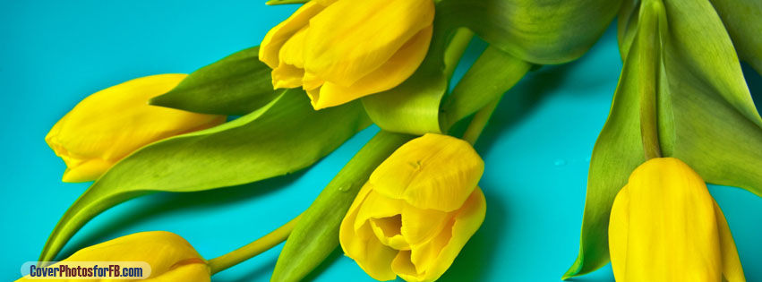 Beautiful Yellow Tulips Cover Photo