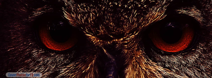 Owl Eyes Cover Photo