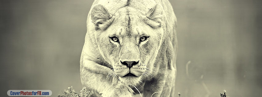 Lioness Hunting Cover Photo